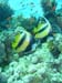 angel fish 2.jpg